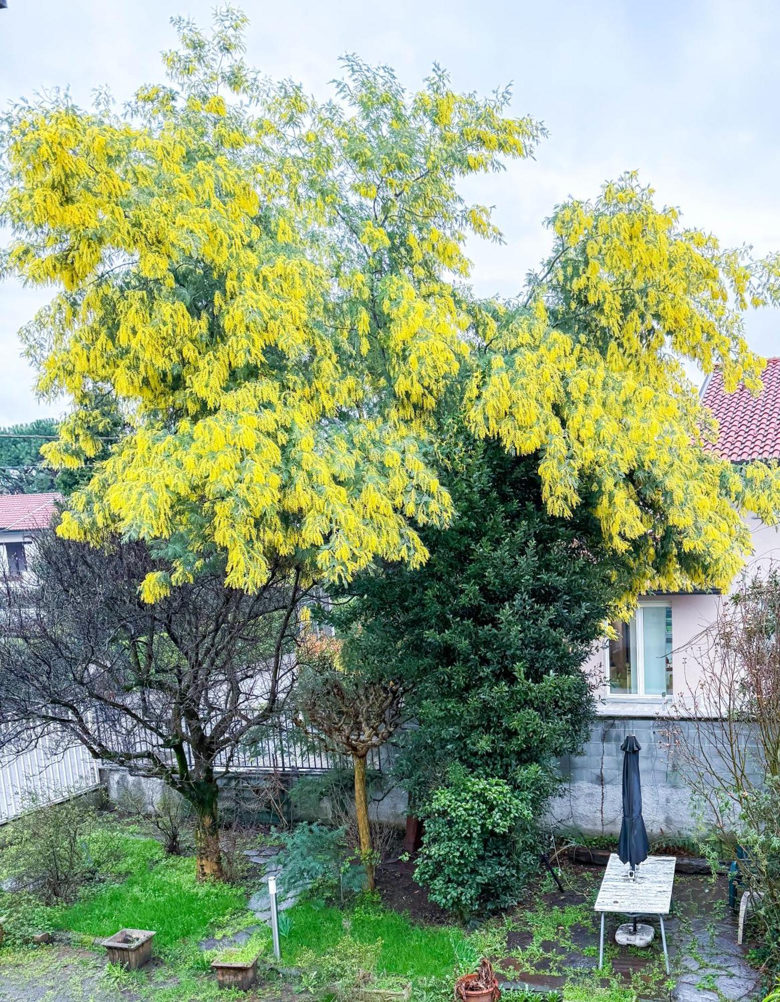 Villa Mimosa Cassano Magnago Luaran gambar